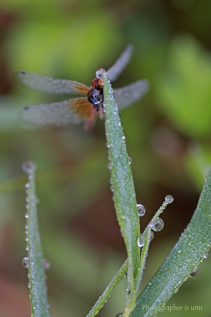 e0083238_20412590.jpg