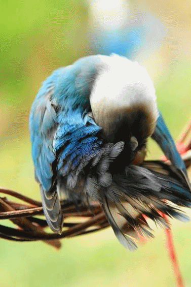 c0145250_12124638.gif