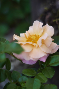 f0214858_22551768.jpg
