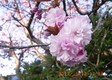b0075364_825360.jpg