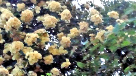 e0063270_1055305.jpg