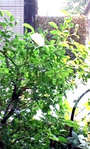 e0063270_10561447.jpg