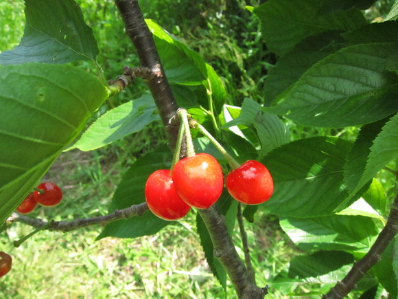 e0205374_20311165.jpg