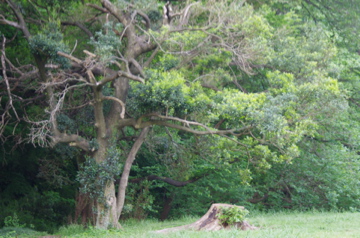 f0054677_7315038.jpg