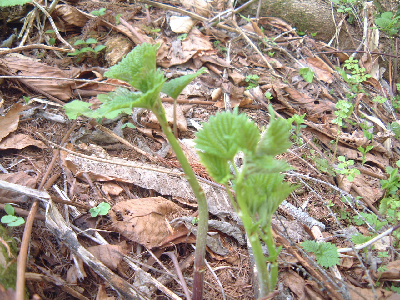 c0237780_171151.jpg