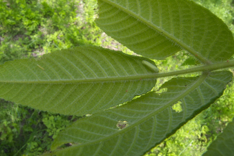 f0090680_2349207.jpg