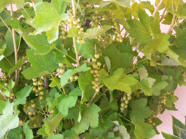 e0140986_1832795.jpg