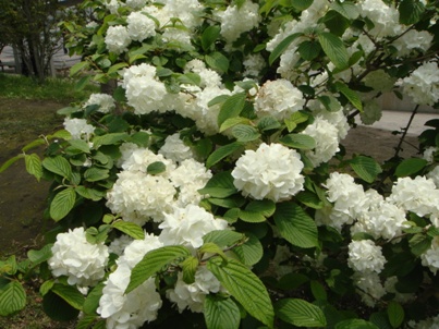 a0167803_21234437.jpg