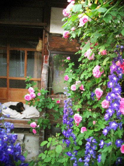 d0077603_111386.jpg