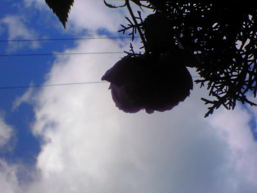 c0097620_1992699.jpg
