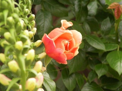 c0204121_244216.jpg