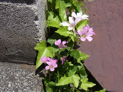 かわいい花