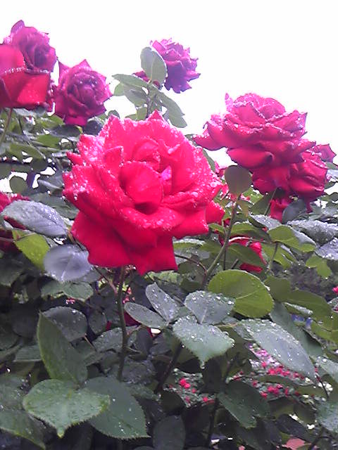 d0103548_19133346.jpg