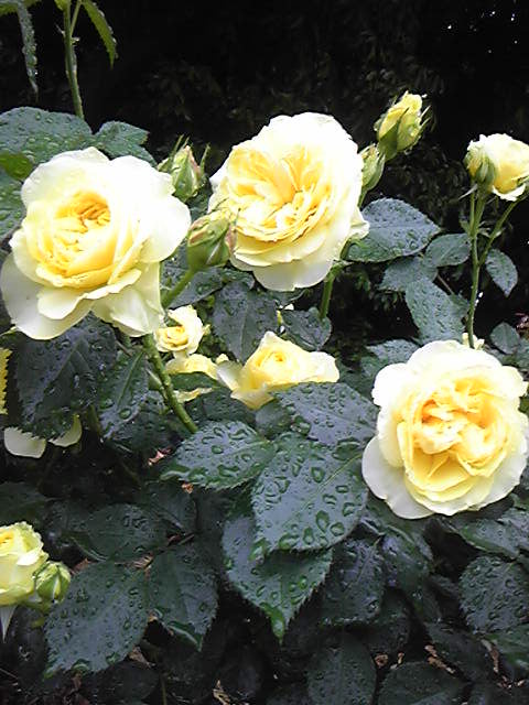 d0103548_19261940.jpg