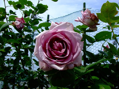 a0104162_21315134.jpg