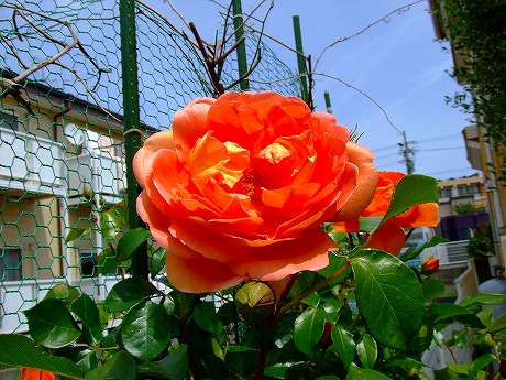 a0104162_2132071.jpg