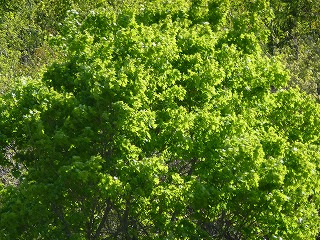 e0160568_1134587.jpg