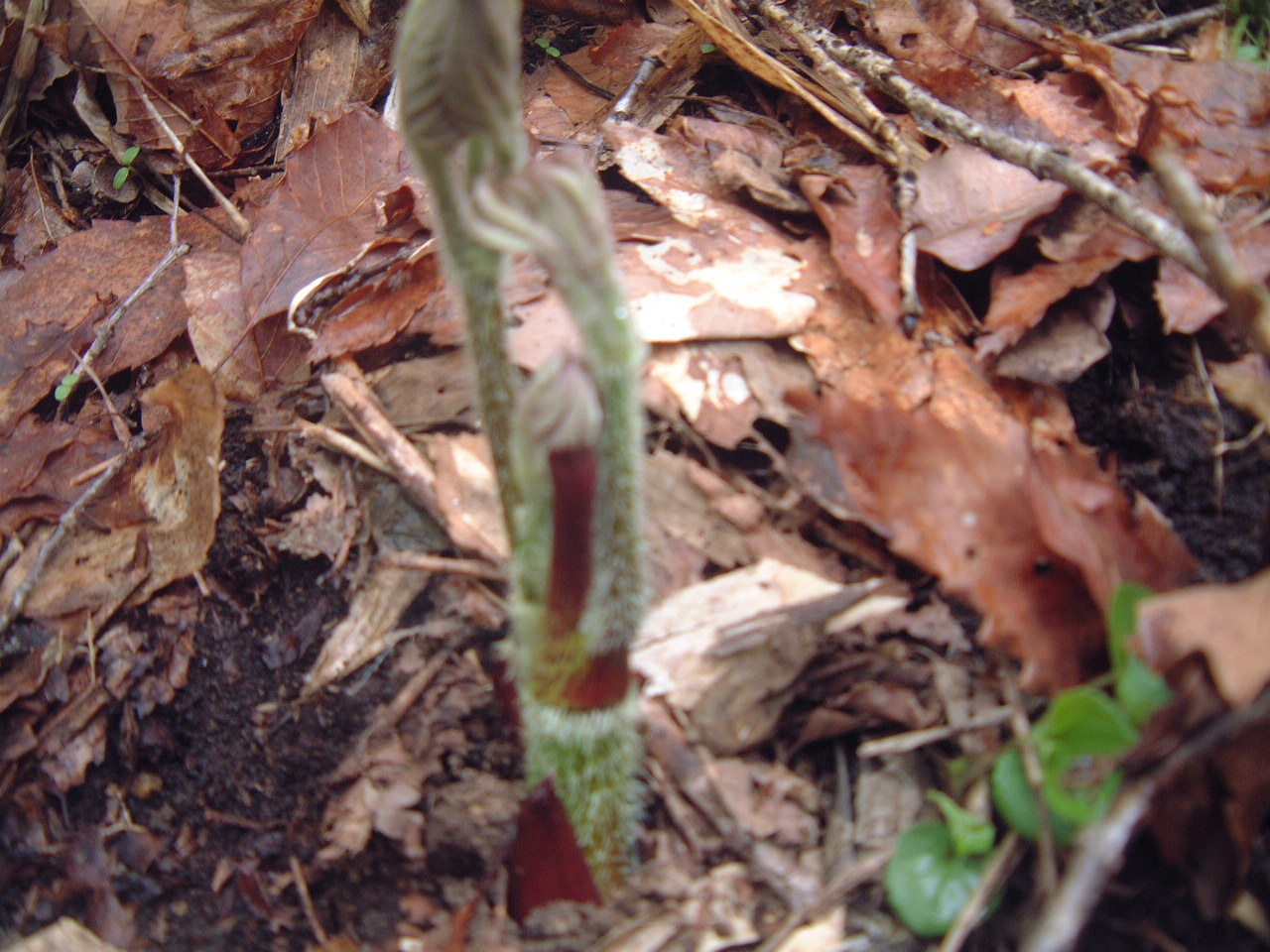 c0237780_12462229.jpg