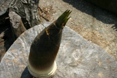 c0057781_11482090.jpg