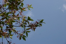 c0057781_1336993.jpg