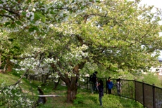 c0057781_13384588.jpg