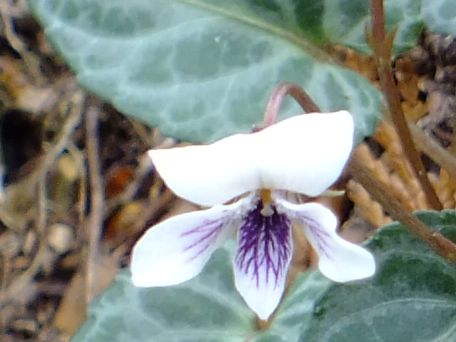 e0145782_11145288.jpg