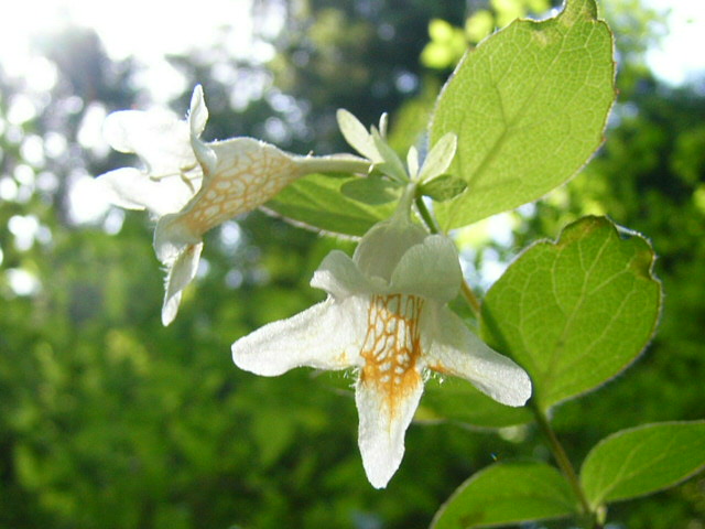 e0145782_11205149.jpg