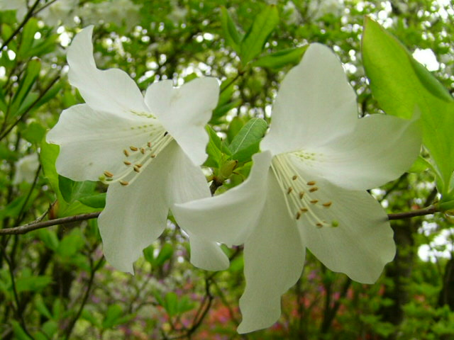 e0145782_1122090.jpg