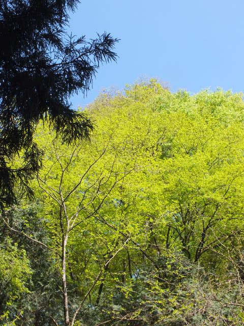 e0145782_1195371.jpg