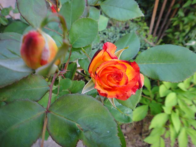 c0105306_21293525.jpg