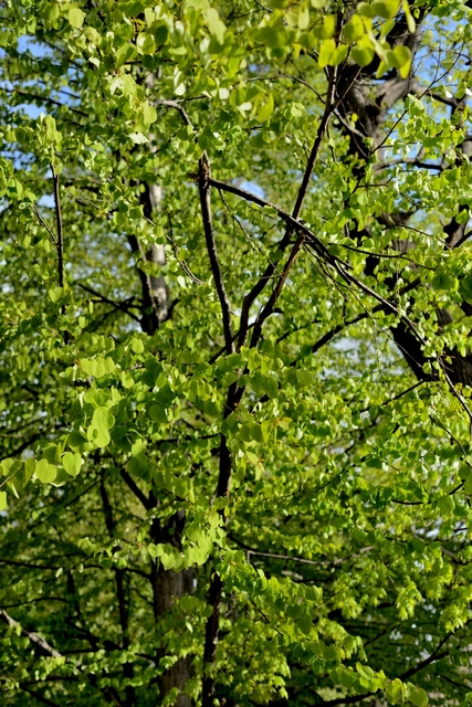 c0153411_237872.jpg