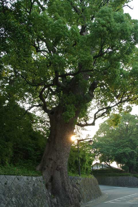 e0049318_16162654.jpg