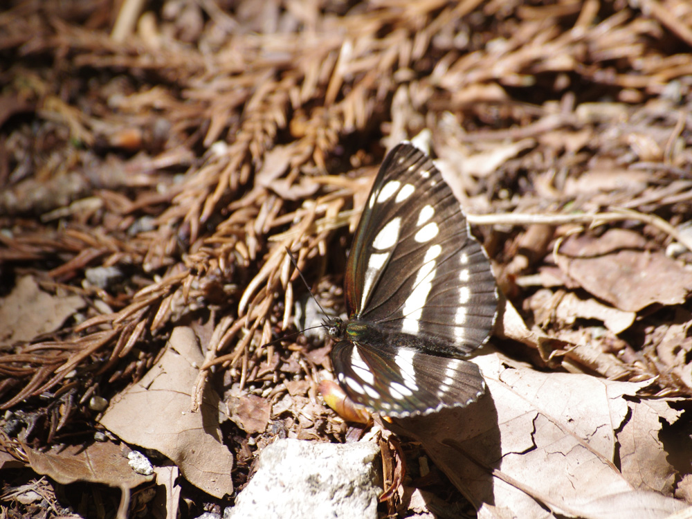 f0160222_0164727.jpg