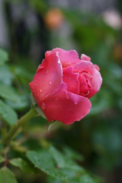 e0021328_054281.jpg