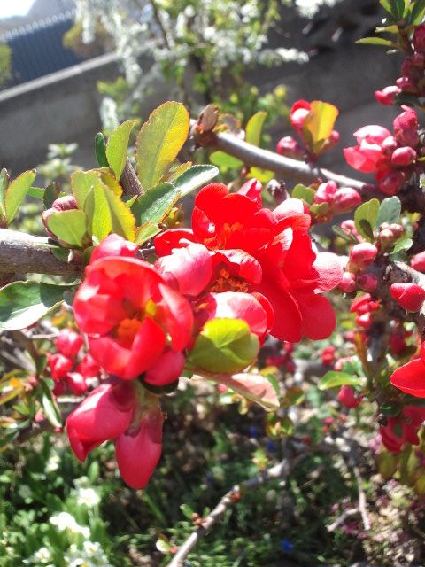 c0117239_69464.jpg