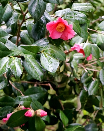c0204740_19482186.jpg