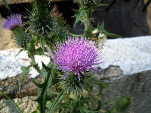 e0034047_234594.jpg