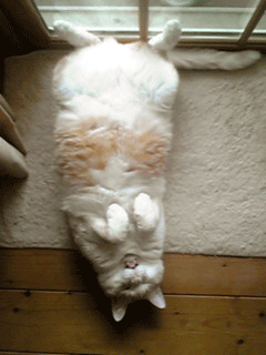 c0196673_20562944.gif