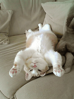 c0196673_20564522.gif
