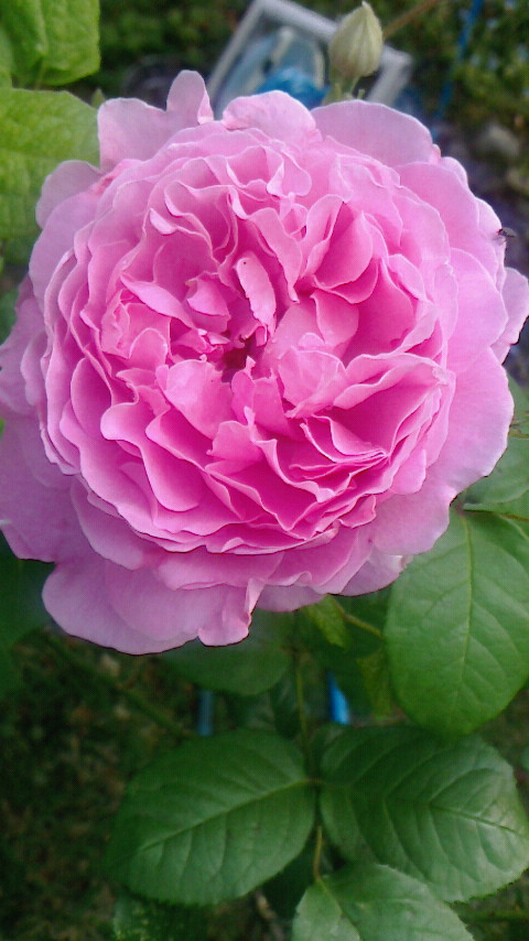 f0215179_8441529.jpg