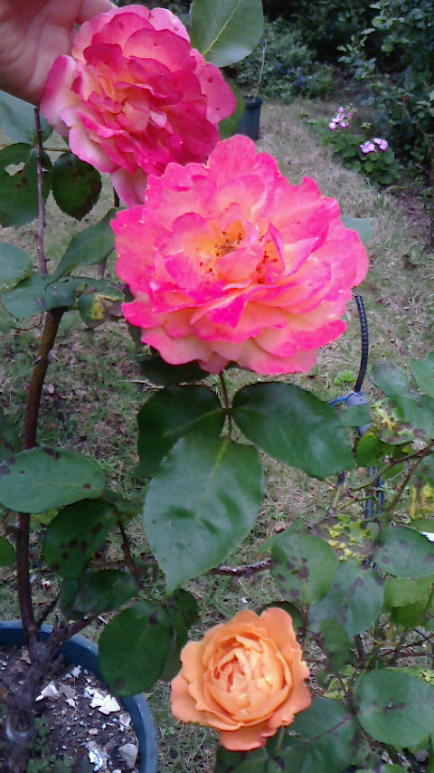 f0215179_8503678.jpg