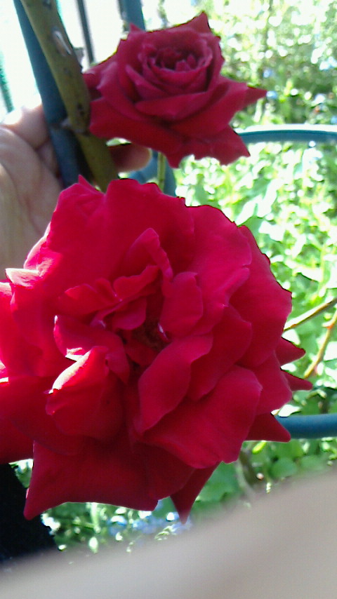 f0215179_850581.jpg