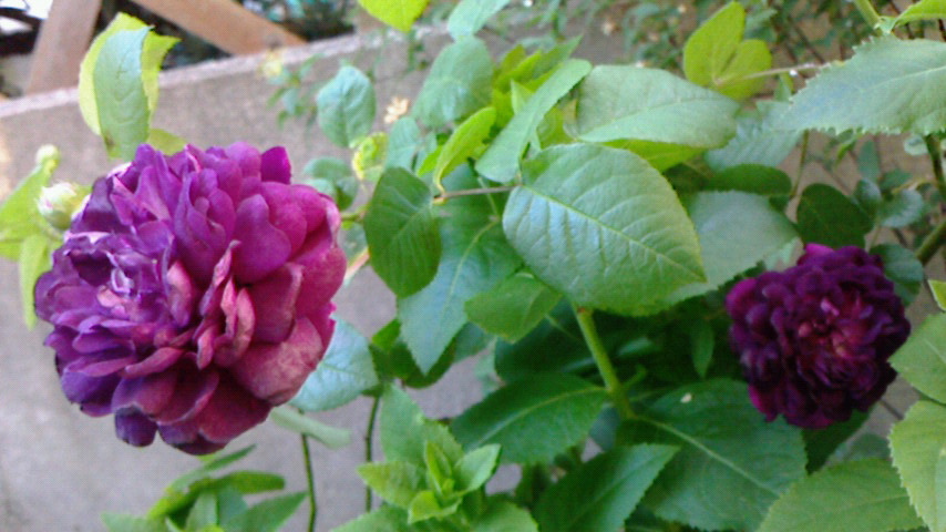 f0215179_8512787.jpg