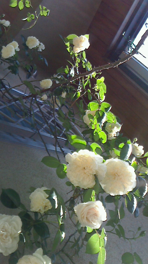 f0215179_8522215.jpg