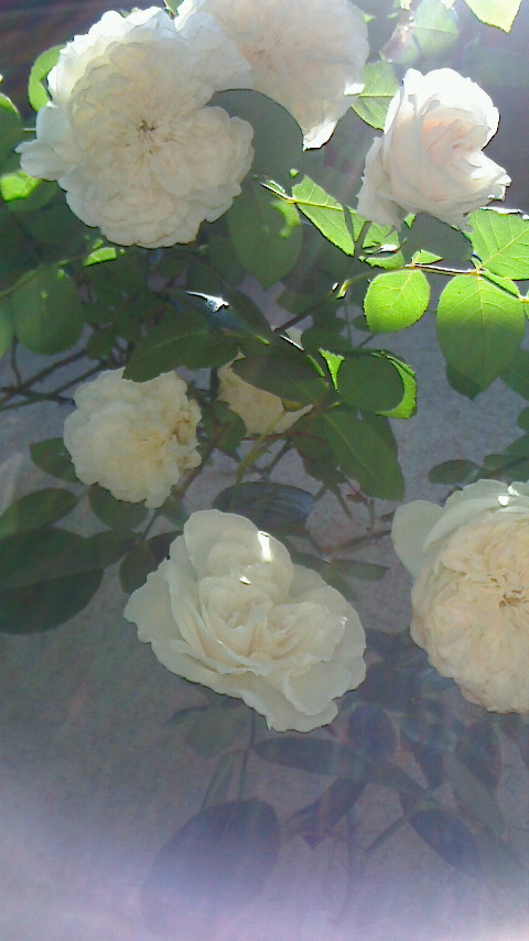 f0215179_8524832.jpg