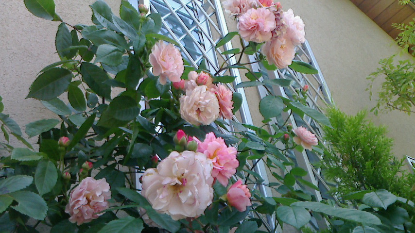 f0215179_8533672.jpg