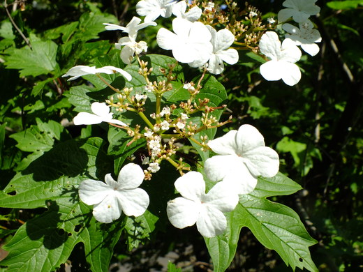 e0145782_18371015.jpg