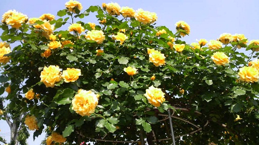 a0252596_222711100.jpg