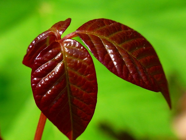 f0157901_11205774.jpg