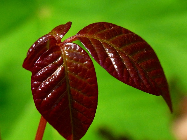 f0157901_11214496.jpg